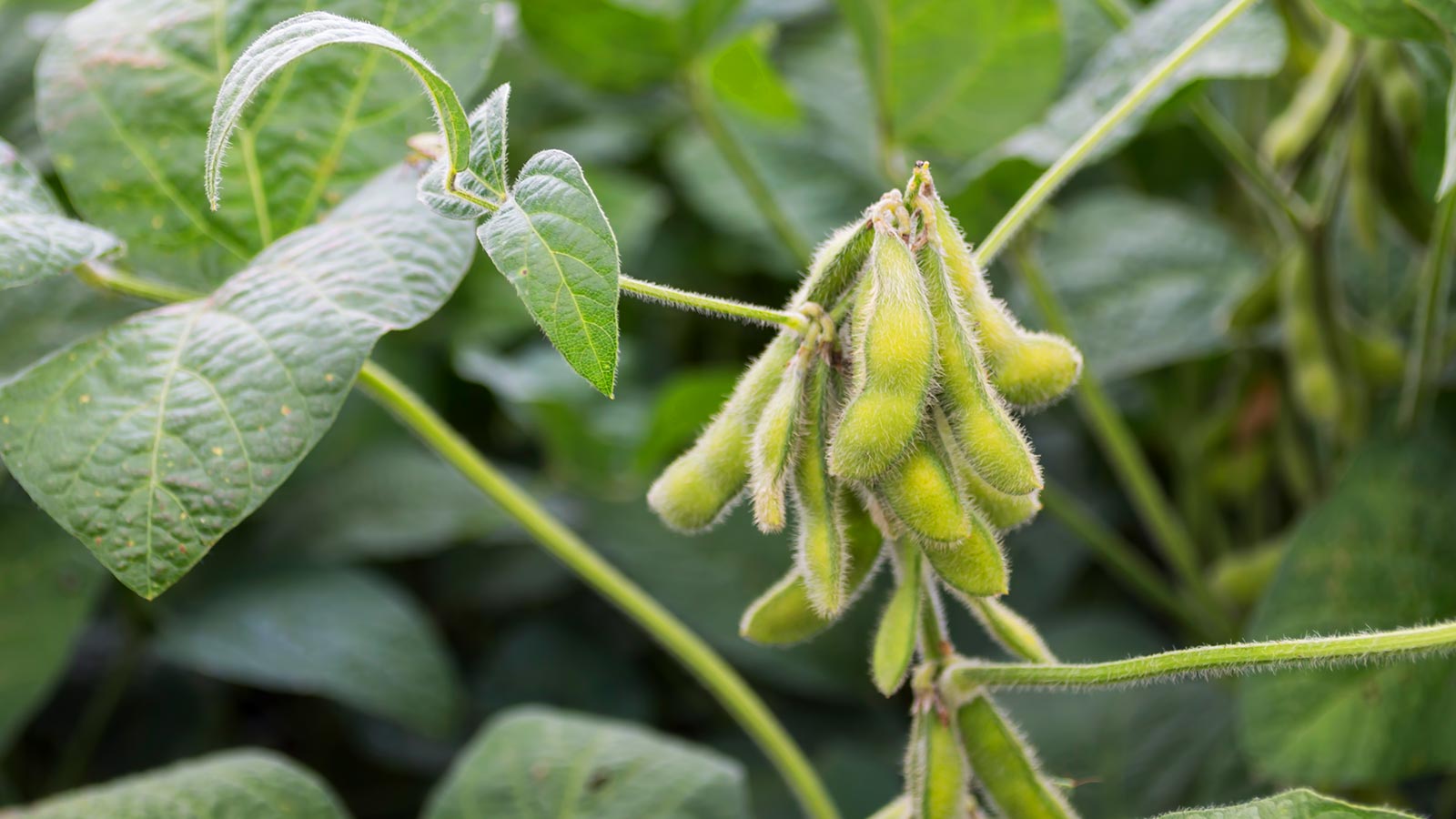 Alimentos transgenicos UE
